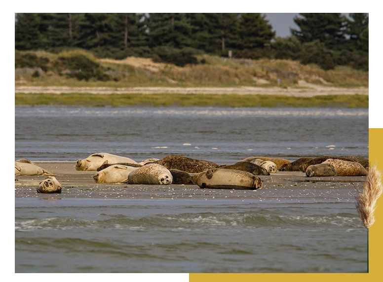 Où voir des phoques en Baie de Somme Guide observation 2025 — free download